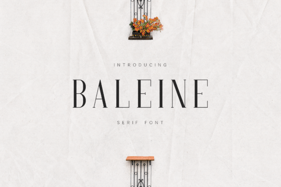 Baleine: The Elegant Serif Font for Modern Branding